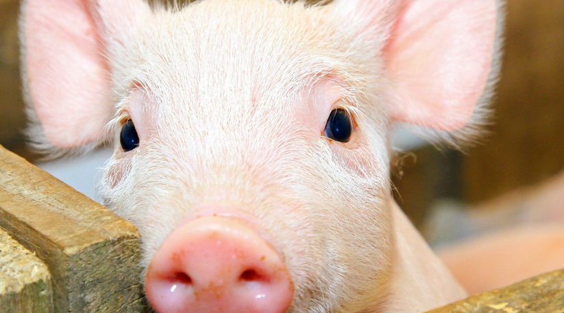 2021年12月1日全国部分地区生猪及仔猪价格