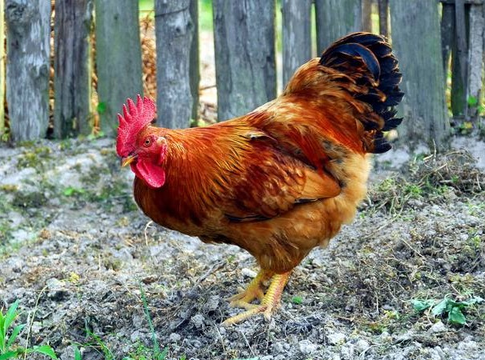 2021年12月6日817鸡苗和毛鸡价格早报