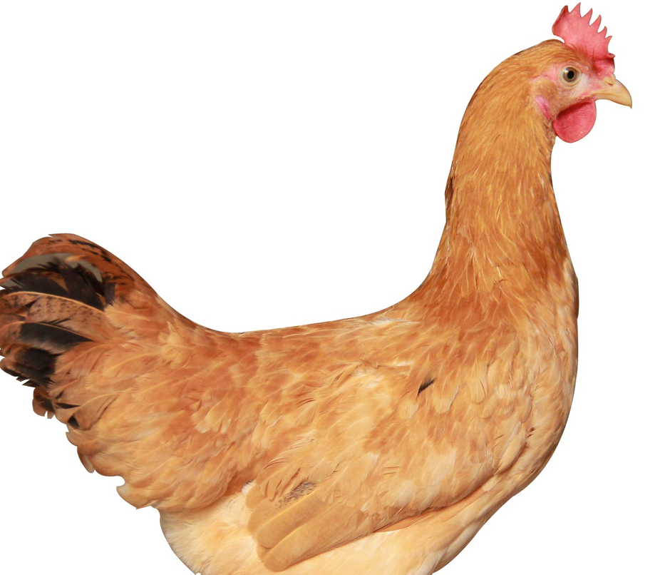 2021年12月7日817鸡苗和毛鸡价格早报