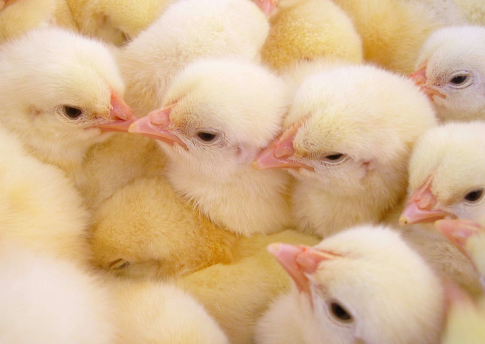 2021年12月8日817鸡苗和毛鸡价格早报