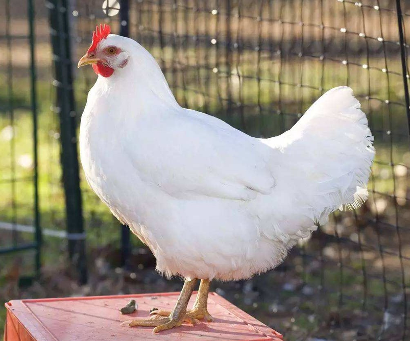 2021年12月8日全国白羽肉毛鸡价格汇总