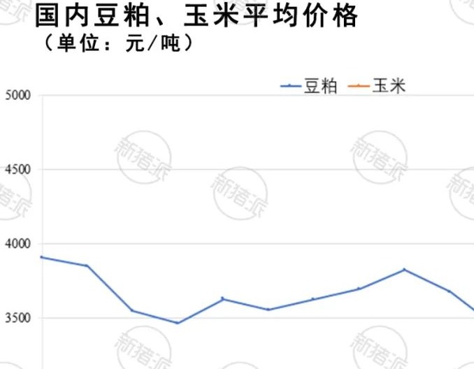 豆粕疯涨至5000元/吨，新希望六和、禾丰、通威、铁骑力士应声涨价，养猪成本又要涨