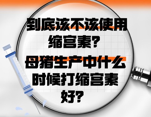 到底该不该使用缩宫素？母猪生产中什么时候打缩宫素好？