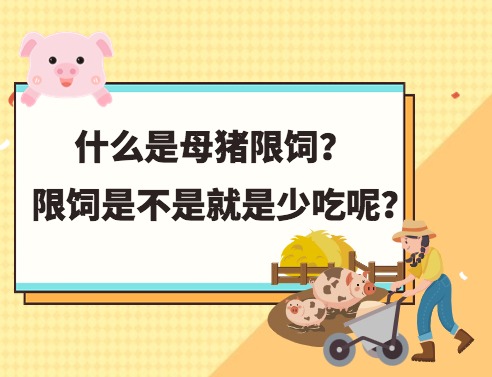 什么是母猪限饲？限饲是不是就是少吃呢？