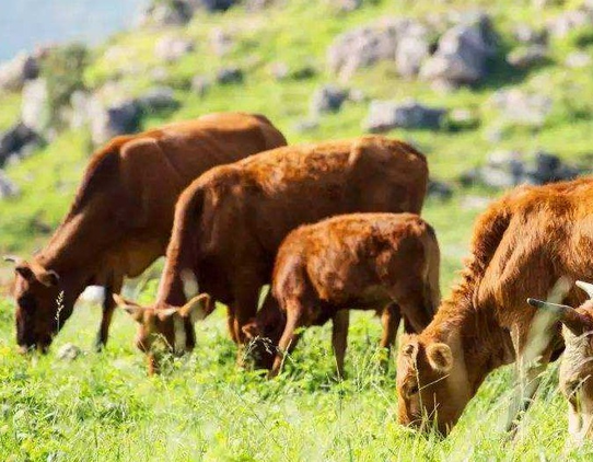 中国奶业如何沿高质量发展轨道行稳致远?