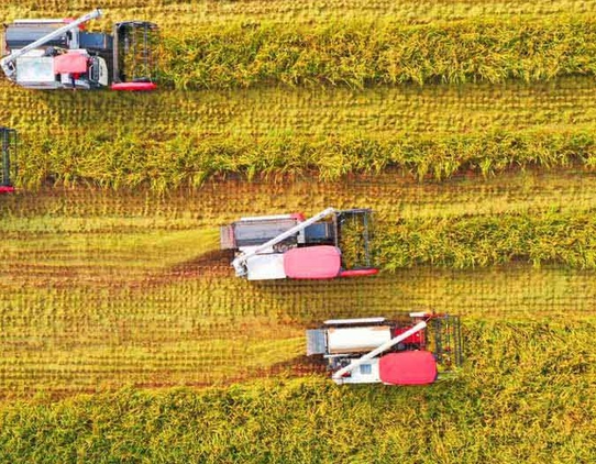 美国如何通过粮食收割全球？