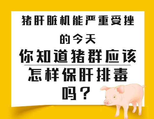 猪肝脏机能严重受挫的今天，你知道猪群应该怎样保肝排毒吗？