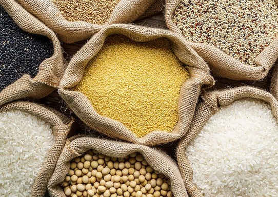 阜阳：夏玉米高产攻关显成效