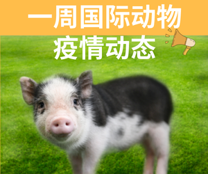一周国际动物疫情动态∥今日最新猪价 
