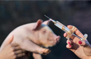 养猪人不知道的事，做好疫苗回温，养猪省时省力不费钱！