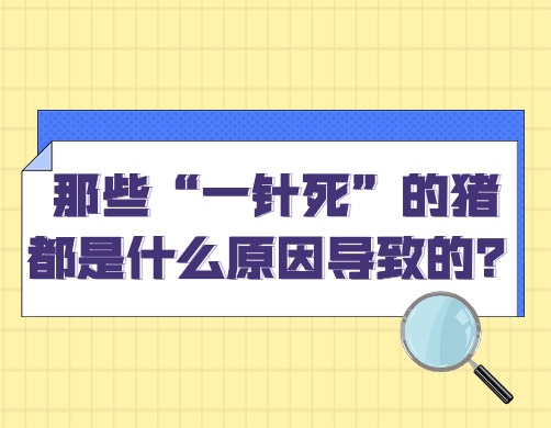 那些“一针死”的猪，都是什么原因导致的？