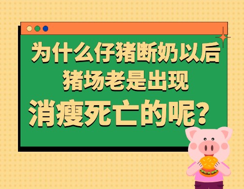 为什么仔猪断奶以后猪场老是出现消瘦死亡的呢？