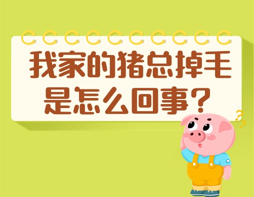 我家的猪总掉毛是怎么回事？