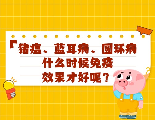 猪瘟、蓝耳病、圆环病什么时候免疫，效果才好呢？