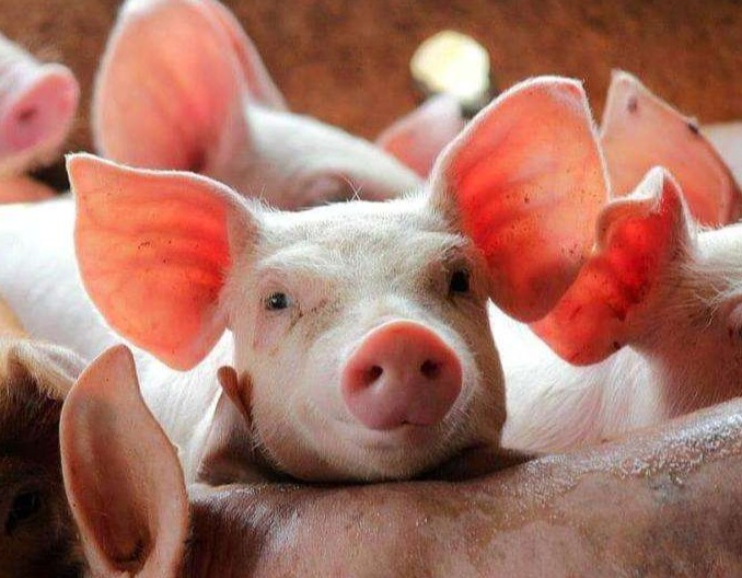 春节档”难稳生猪价格，价格将难回高位？