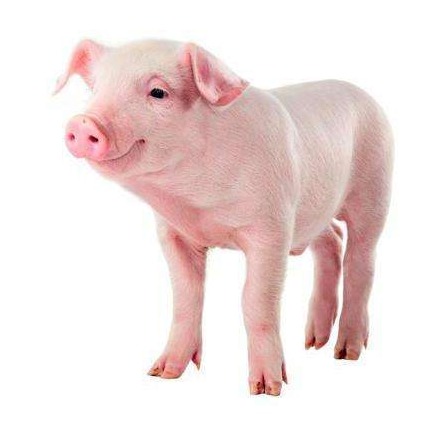 严禁给生猪及猪肉注水！鼓励规模养殖！《安徽省实施〈生猪屠宰管理条例〉办法》2月起施行