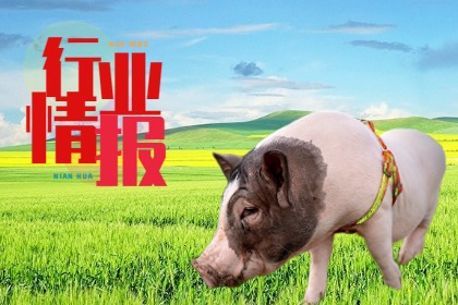 高繁殖性能母猪，已成为未来养殖的趋势，您准备好了吗?