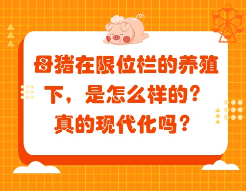 母猪在限位栏的养殖下，是怎么样的？真的现代化吗？