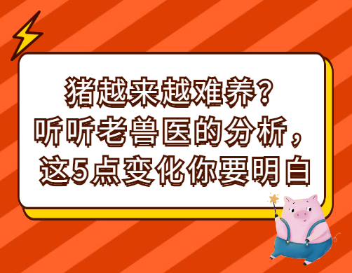 猪越来越难养？听听老兽医的分析，这5点变化你要明白