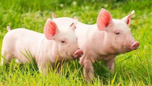 涡阳县重拳打击生猪屠宰违法行为