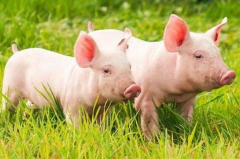 猪场刺鼻的臭味有何影响？如何降低猪舍的臭味？