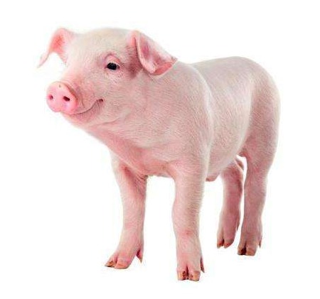 淘汰猪转运操作的20点细节，每一个都是非瘟传入的风险点，大家一定要注意！