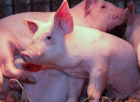 除了非瘟，影响猪场的另一大疾病”蓝耳病”，不能掉以轻心！