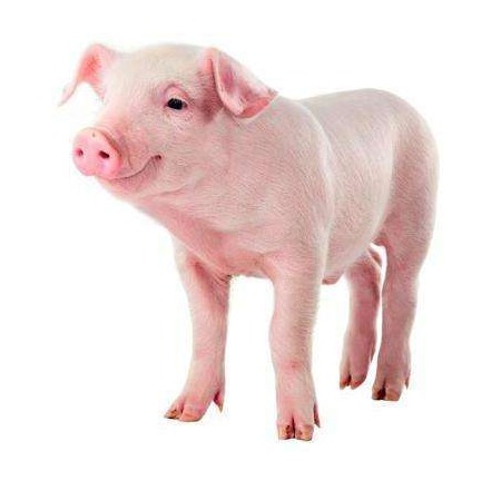 水泥地面是养猪的大忌，你知道为什么吗？