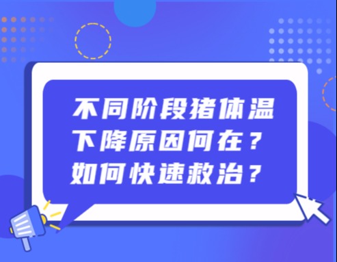 不同阶段猪体温下降原因何在？如何快速救治？