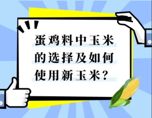 蛋鸡料中玉米的选择及如何使用新玉米？