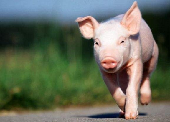 非洲猪瘟居然可以在自然环境下存活数月？非洲猪瘟的预防和控制