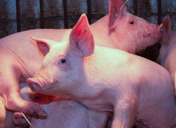 养猪经常会用到阿莫西林，你会正确的使用方法吗？