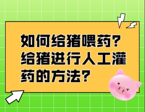 如何给猪喂药？给猪进行人工灌药的方法？