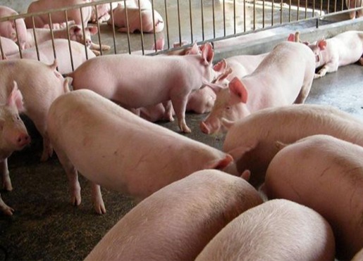 保育：顺利接猪的注意事项