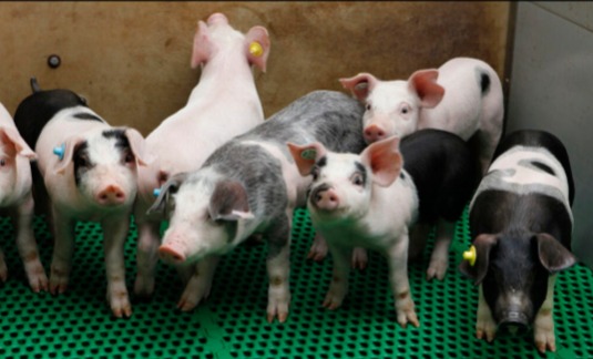 母猪妊娠期管理