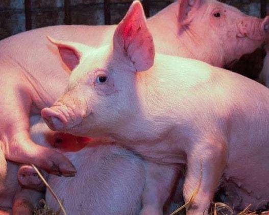 保育育肥猪呼吸道疾病防控