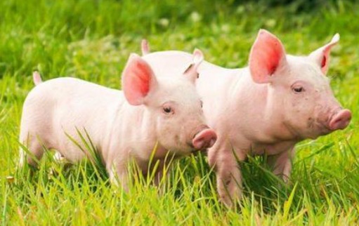 你若了解了这些，就能明白仔猪腹泻到底是怎么回事了！