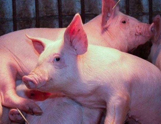 母猪为什么会出现假怀孕？与解决办法！