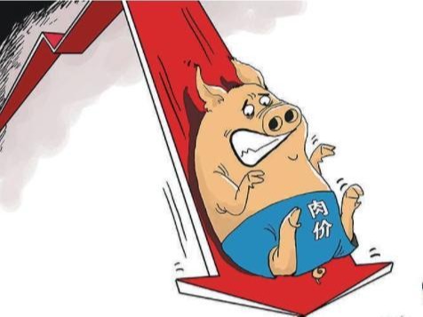 山东市场供应充足，猪价再度跌破15元/公斤