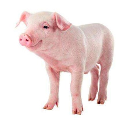 非瘟疫情卷土重来，猪场消毒您做到位了吗？