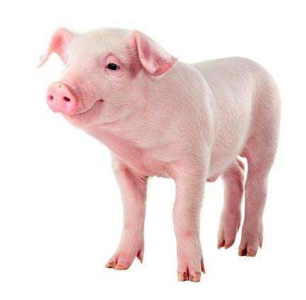 法媒：2022年法国对华猪肉出口额达到3.26亿欧元，法国猪肉和奶制品业将从马克龙访华中受益