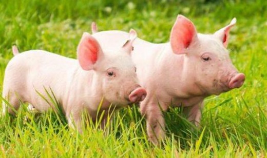 养猪为什么不能用水泥地面，用什么地面好，养猪有些什么小窍门？