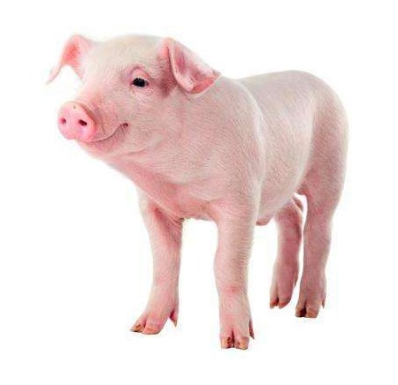 中国癌症高发，是猪肉吃多了吗？医生：猪的4个部位，建议少吃