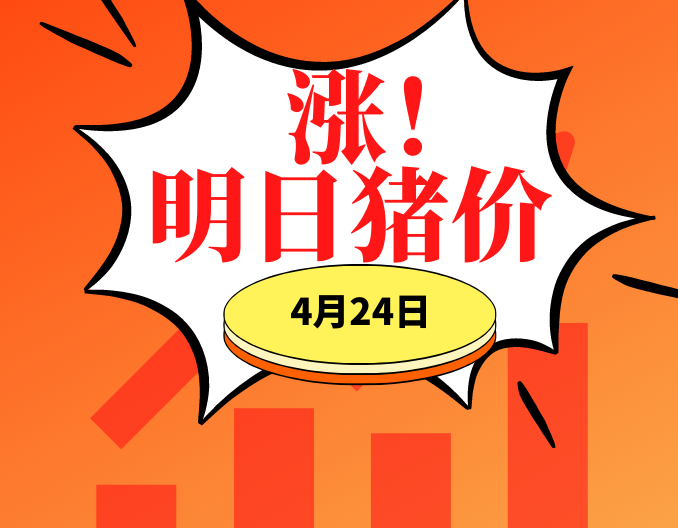 牛气冲天！猪价大面积飘红！4.24明日猪价早知道,全国最新猪价信息