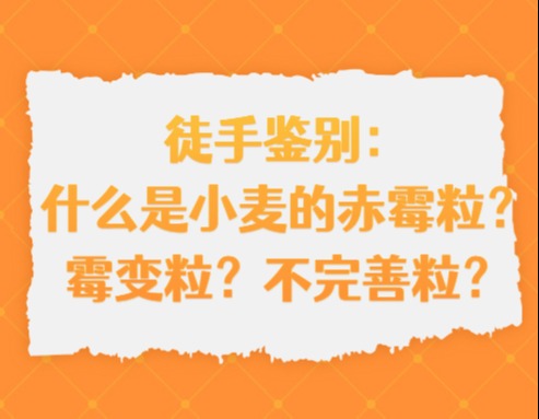 徒手鉴别：什么是小麦的赤霉粒？霉变粒？不完善粒？