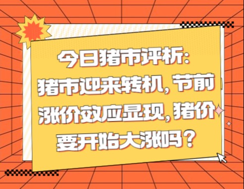 今日猪市评析：猪市迎来转机，节前涨价效应显现，猪价要开始大涨吗？