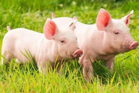 当人们开始“云养猪”