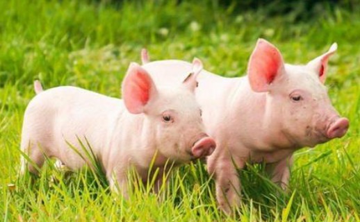 怎样预防断奶小猪腹泻?