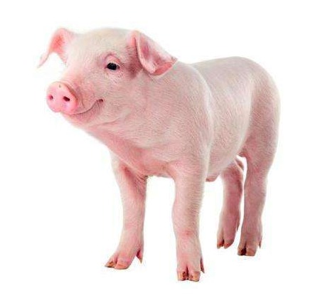 “早不买猪肉，晚不买豆腐”，啥意思？老祖宗的生活经验，很实用