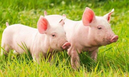 黑猪肉和白猪肉的区别